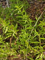 Convolvulus fruticulosus, photograph Vítor Jorge, CC BY, iNaturalist via GBIF