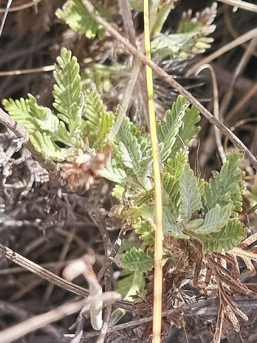 Lavandula minutolii, photograph 5