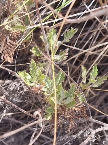 Lavandula minutolii, photograph 6