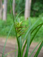 Carex michelii