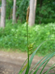 Carex michelii