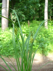 Carex michelii