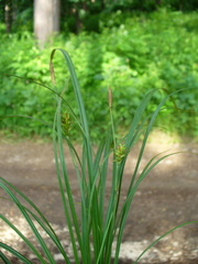 Carex michelii