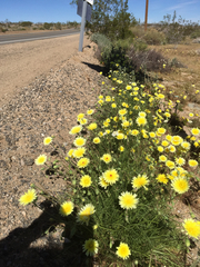 Malacothrix glabrata