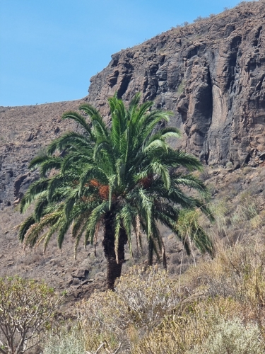 Representative image of Phoenix