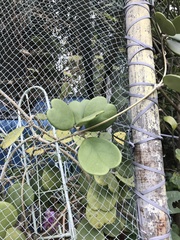 Hoya kerrii