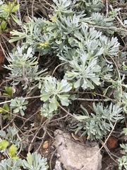 Crossostephium chinense