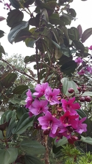 Meriania nobilis