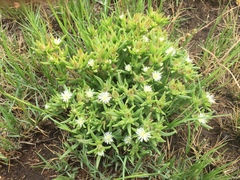 Delosperma herbeum