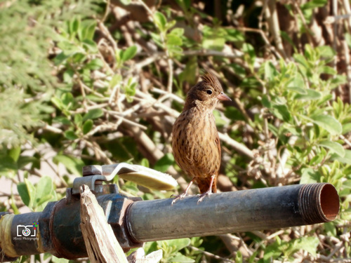 Emberiza lathami