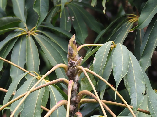 Image of Heptapleurum taiwanianum by no rights reserved
