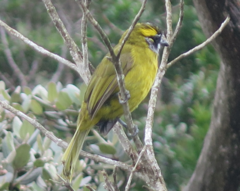 Pycnonotus penicillatus