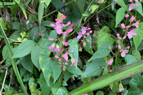 Begonia modestiflora, photograph 2