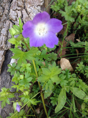 Nemophila