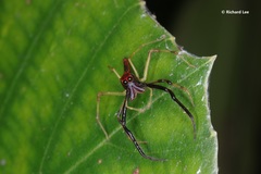 Viciria pavesii
