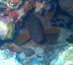 Cephalopholis sonnerati