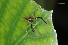 Viciria pavesii