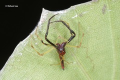 Viciria pavesii