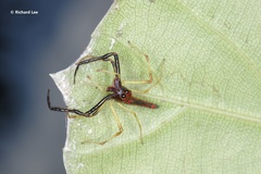 Viciria pavesii