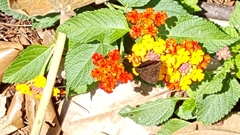 Achlyodes busirus