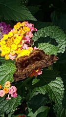 Achlyodes busirus