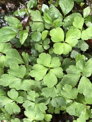 Sanicula lamelligera