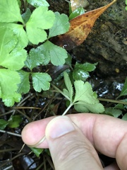 Sanicula lamelligera