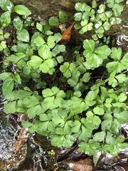 Sanicula lamelligera