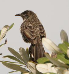 Little Wattlebird photo 6