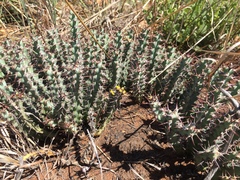 Euphorbia schinzii