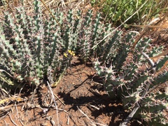 Euphorbia schinzii