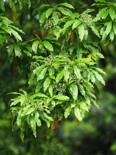 Image of Photinia niitakayamensis by no rights reserved