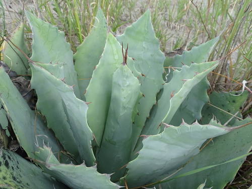 Image of Agave potatorum by (c) Alexis López Hernández, some rights reserved (CC BY)