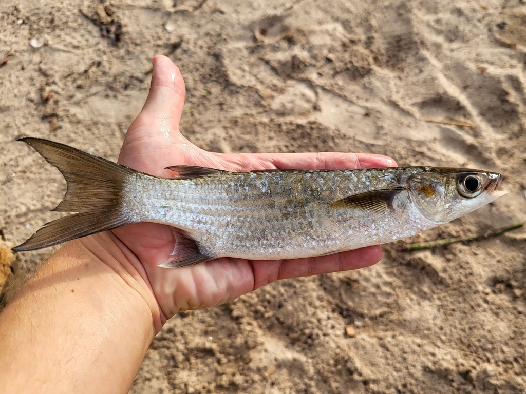 Grooved mullet (Liza dumerili) — Mugilidae