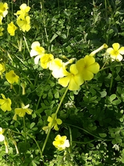 Oxalis pes-caprae