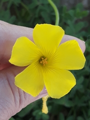Oxalis pes-caprae