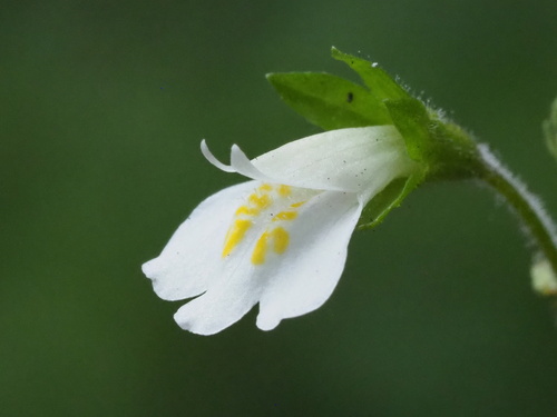 Mazus goodeniifolius iNat (1)