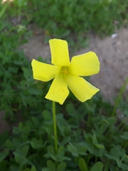 Oxalis pes-caprae