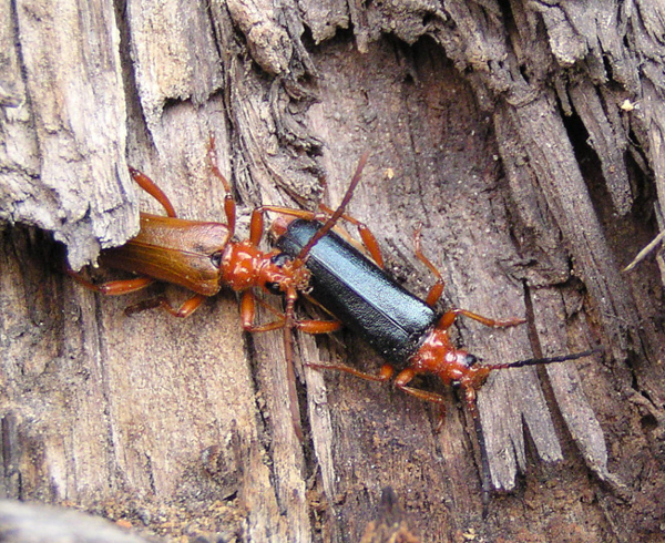 Enoploderini