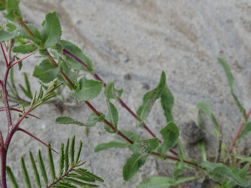Grindelia inuloides, photograph 4