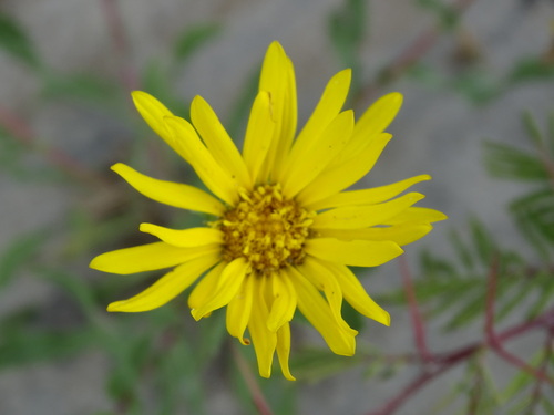 Grindelia inuloides, photograph 5