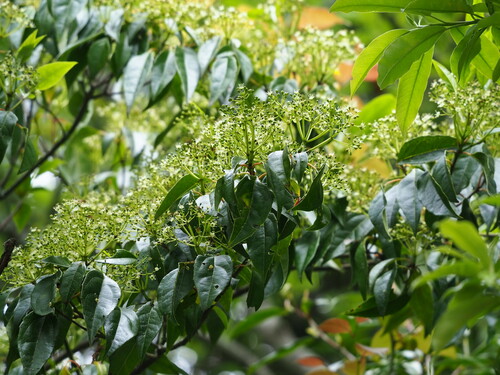 Image of Viburnum propinquum by no rights reserved