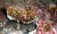 Aplidium clivosum