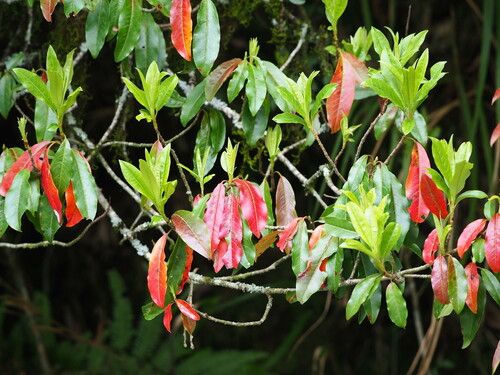 Image of Photinia niitakayamensis by no rights reserved