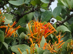 Psittacanthus schiedeanus, photograph (c) Alexis López Hernández, some rights reserved (CC BY)