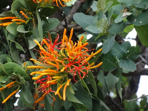 Psittacanthus schiedeanus, photograph 4