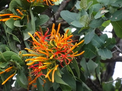 Psittacanthus schiedeanus, photograph (c) Alexis López Hernández, some rights reserved (CC BY)