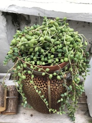 Curio rowleyanus