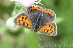 Lycaena phlaeas daimio