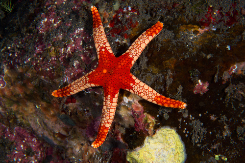 Tiled Sea Star (Fromia monilis)